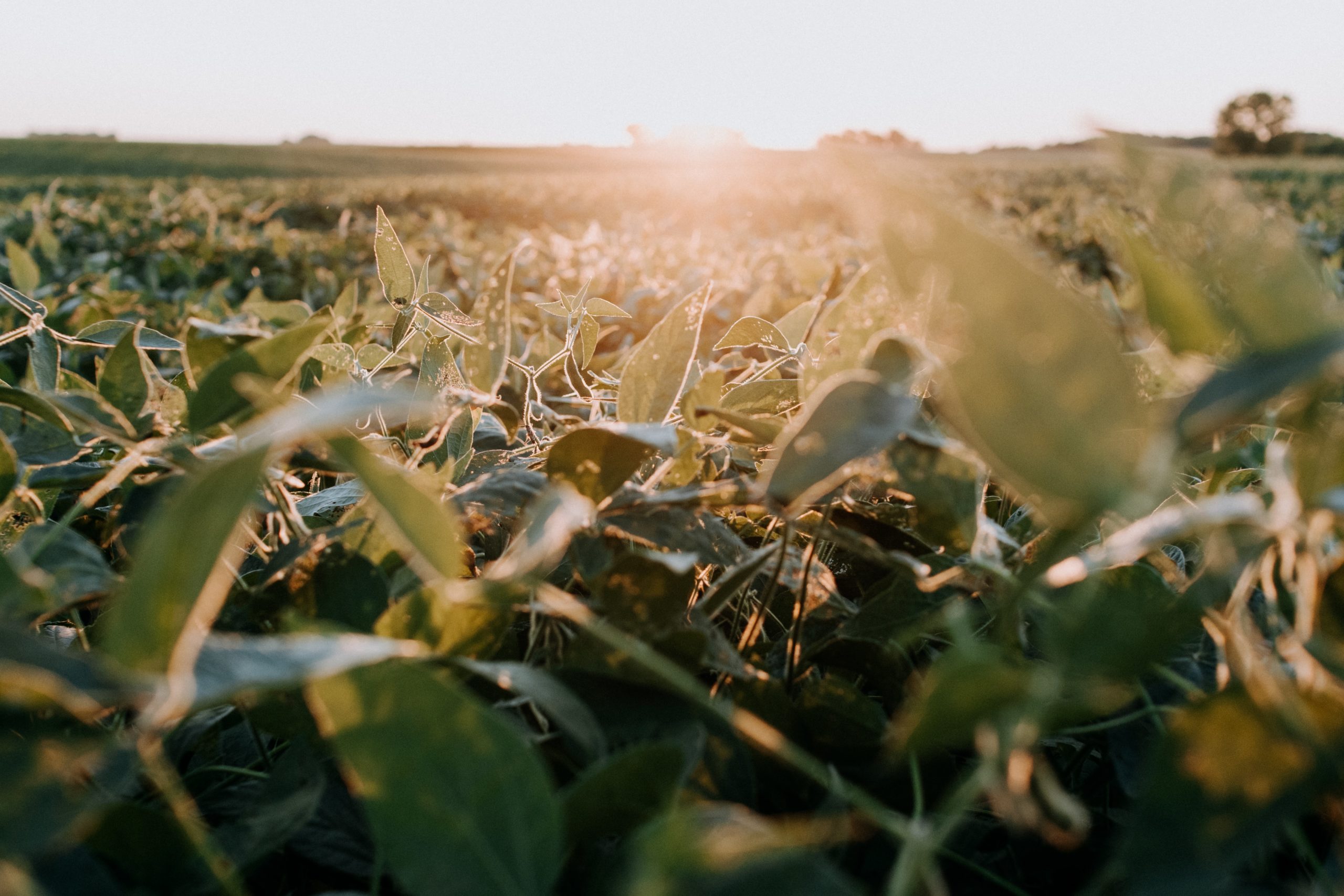 Crops grown in Duplin County NC
